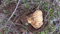 Scleroderma meridionale