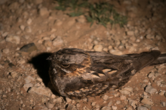 Caprimulgus rufigena