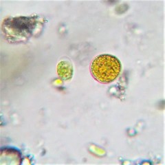 Chlamydomonas