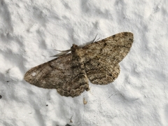 Peribatodes rhomboidaria