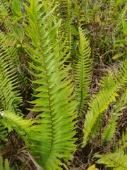 Nephrolepis