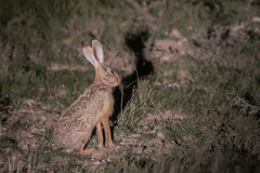 Lepus capensis
