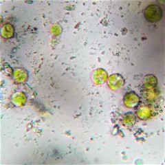 Chlamydomonas