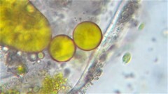 Chlamydomonas