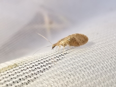 Sympherobius pygmaeus