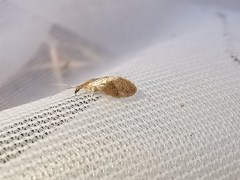 Sympherobius pygmaeus