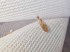 Sympherobius pygmaeus