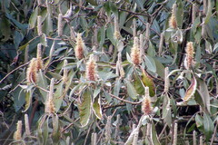 Leucosceptrum canum