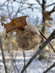 Amphibolips quercusinanis