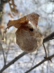 Amphibolips quercusinanis