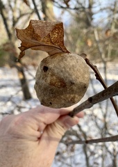Amphibolips quercusinanis