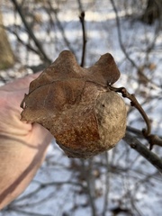 Amphibolips quercusinanis