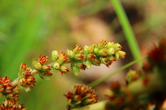 Crassula capitella nodulosa