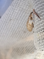 Sympherobius pygmaeus