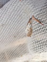 Sympherobius pygmaeus