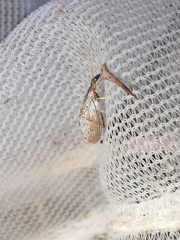 Sympherobius pygmaeus