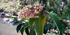 Ardisia compressa