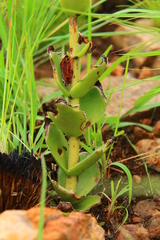 Crassula capitella nodulosa