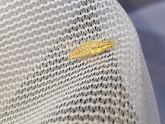 Chrysoperla lucasina