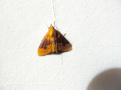 Polygrammodes ponderalis