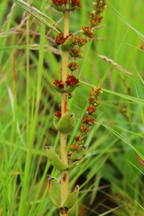 Crassula capitella nodulosa
