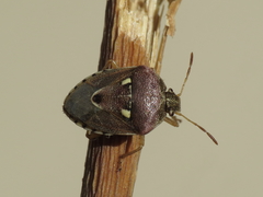 Stagonomus bipunctatus