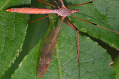 Tipula fulvipennis