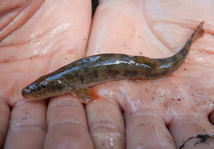 Cobitis taenia