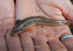 Cobitis taenia