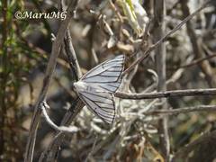 Neuromelia selectata