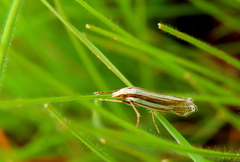 Ancylolomia prepiella