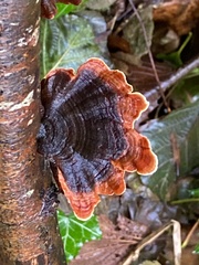 Stereum insignitum