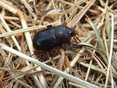 Temnorhynchus retusus