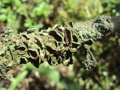 Winsoria bipatria