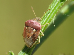 Stagonomus bipunctatus