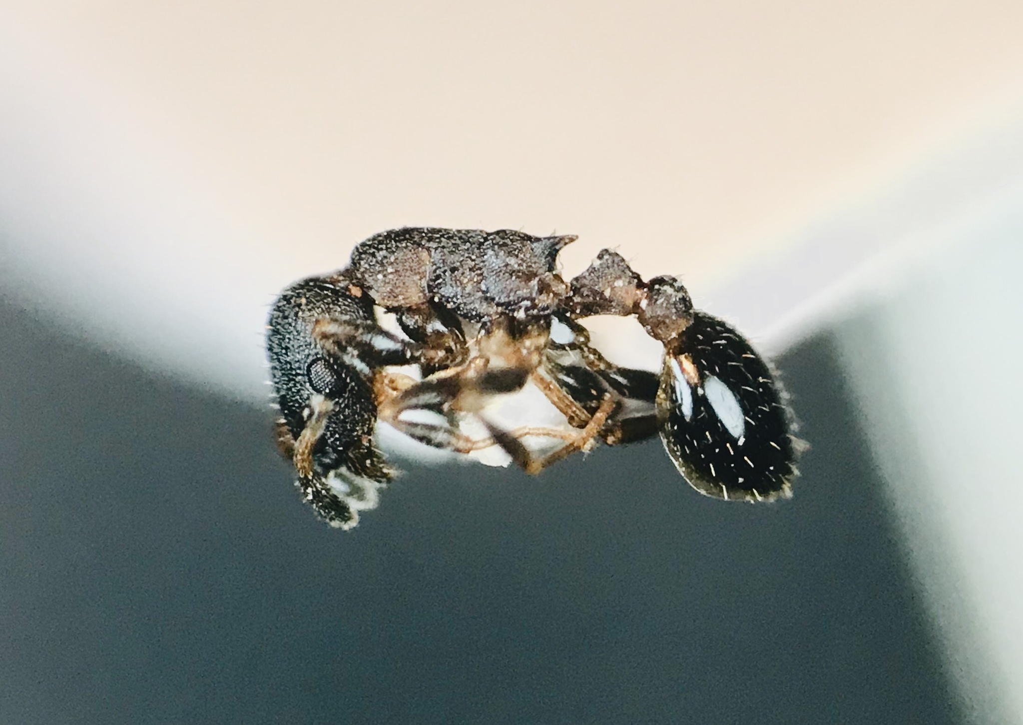 Leptothorax canadensis