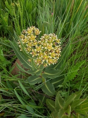 Xysmalobium stockenstromense