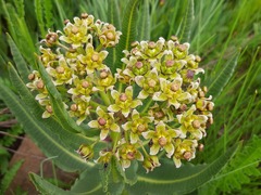 Xysmalobium stockenstromense