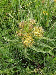 Xysmalobium stockenstromense