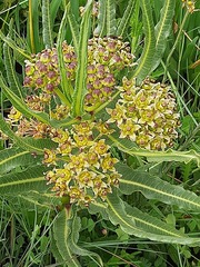 Xysmalobium stockenstromense