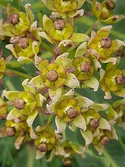 Xysmalobium stockenstromense