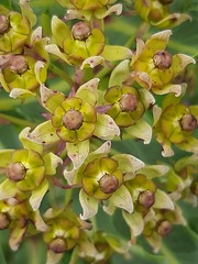 Xysmalobium stockenstromense