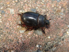 Temnorhynchus retusus