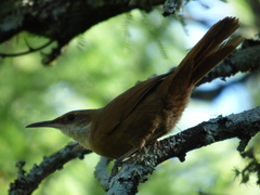 Tarphonomus certhioides