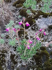 Craterostigma wilmsii