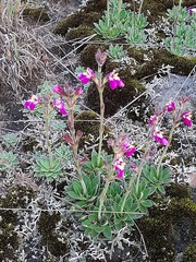 Craterostigma wilmsii