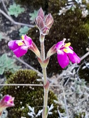 Craterostigma wilmsii