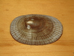 Cymbula compressa