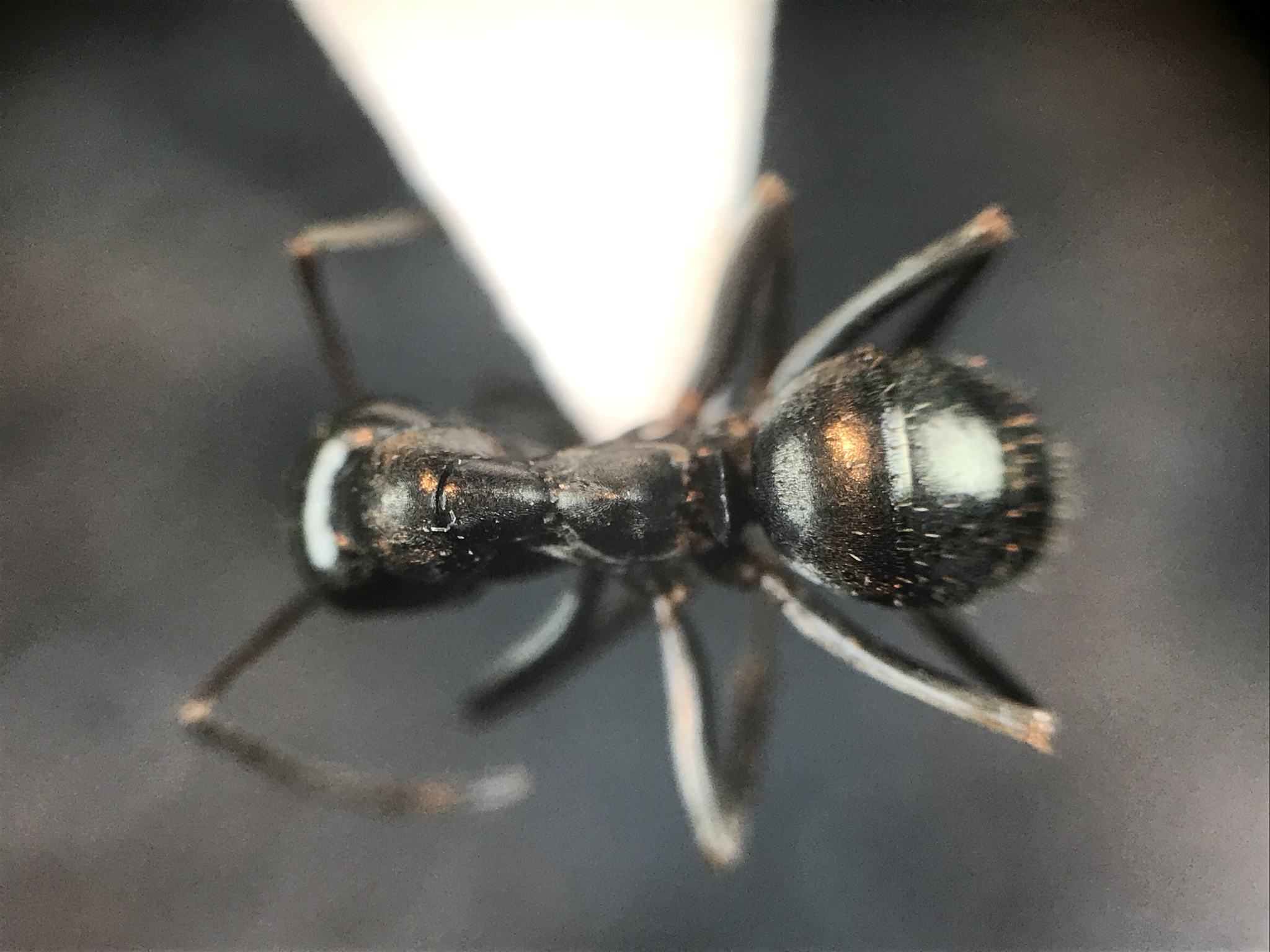 Formica glacialis