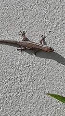 Lygodactylus capensis